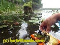 /home//u458753944/public_html/sourcegallery////////////////////////Frogs/Bullfrogs 2016-08 Ontario/P8140134.JPG